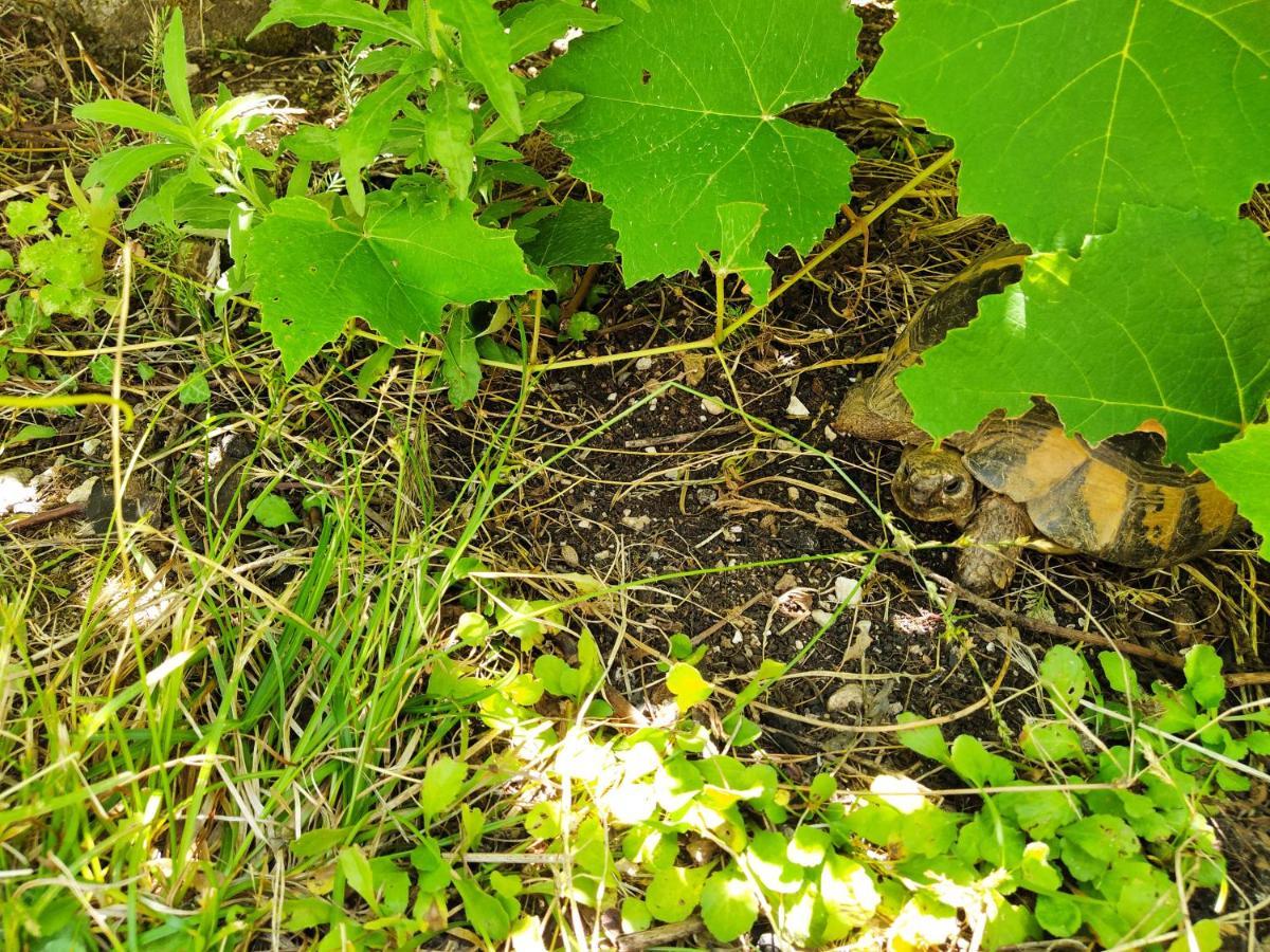The Turtles Garden Villa Becici  Bagian luar foto