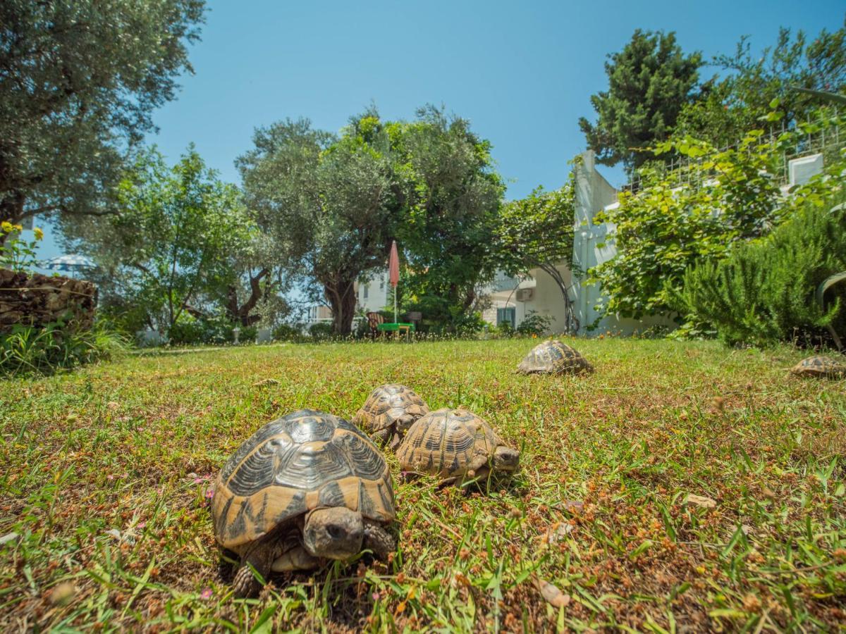 The Turtles Garden Villa Becici  Bagian luar foto